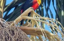 Chalé Barco Recanto Buscapé SFX - Foto 32