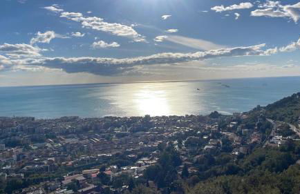 la gerbera - Foto 28