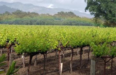 Luxury Napa Vineyard Estate 15 min from St. Helena - Foto 32