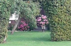 Schöne Ferienwohnung Im alten Gasthaus in Stoltebüll - Foto 25