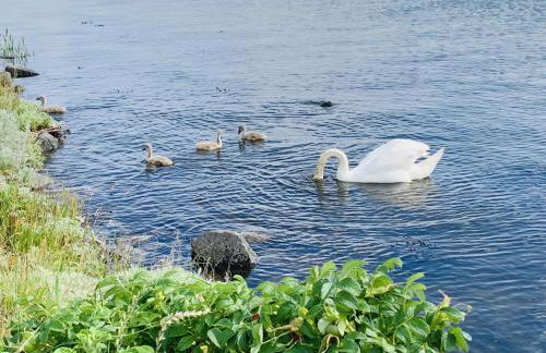 Sternkieker - Photo 18