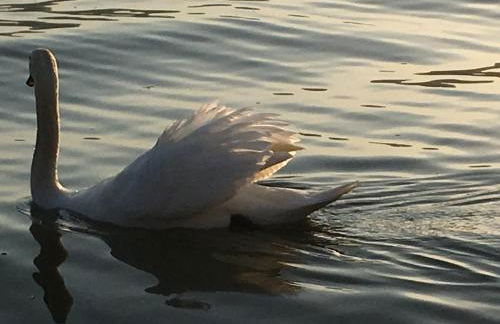 The Gulf Villa - Lago Maggiore - Foto 58