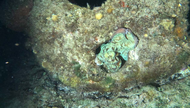 See animals in the crystal-clear waters of Cozumel