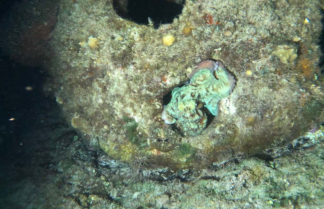 Night Snorkeling in Cozumel - Photo 4