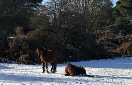 Delightful 3-bedroom Cottage, Brockenhurst - Foto 35