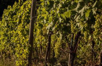 Agriturismo Per Caso - Photo 21