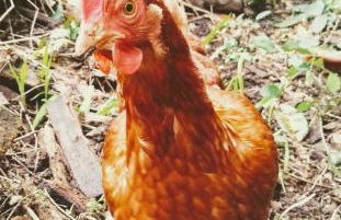 The Birch House - Foto 7