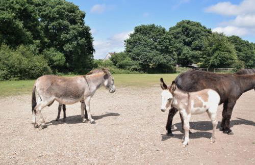 5 Bed in Godshill NFL35 - Photo 26