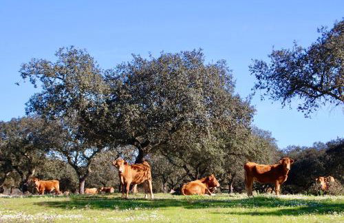 Herdade da Burquilheira Family Retreat - Foto 40