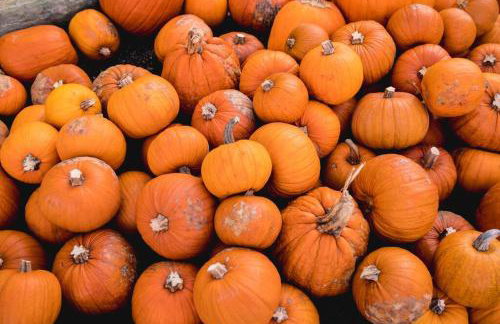 Wine Country Oasis Charming Farmhouse 10 Acres - Foto 38