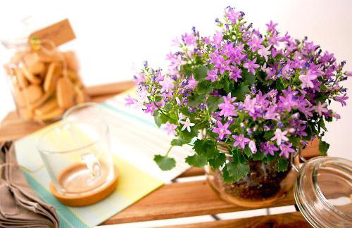 Albero della fortuna - Foto 45