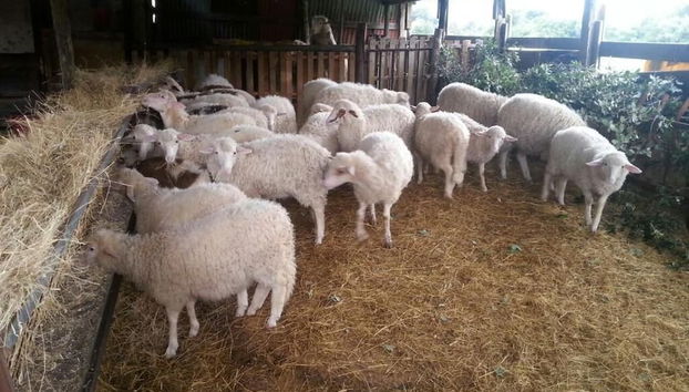 Agriturismo Le Sughere - Foto 2, Habitación