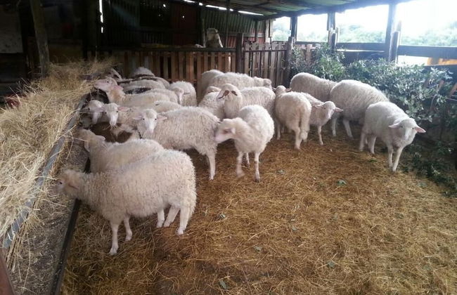 Agriturismo Le Sughere - Photo 1