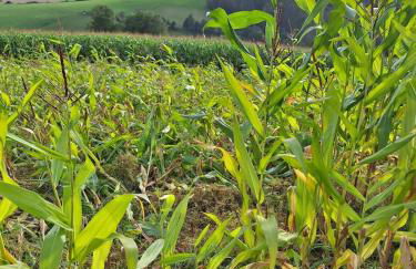 Lui's Ferienwohnung - Foto 7