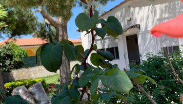 Villa Fiori giardino, 400 m. mare con parcheggio - Foto 2