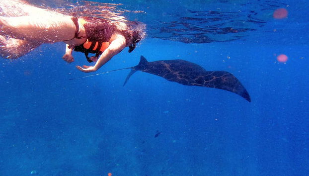 Snorkel with the famous manta rays