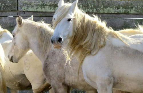 Studio cabine climatisé rez de jardin plage 150m Boucanet - Photo 19