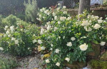 Joka B&B e Home Food - Foto 18