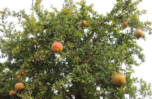 Villa Sofia Filoxenia - Photo 48