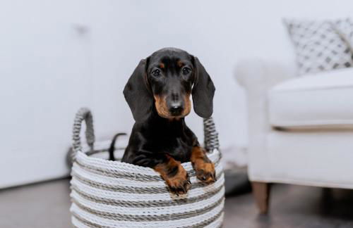 The Parlour - The Cottages at Blackadon Farm - Foto 8