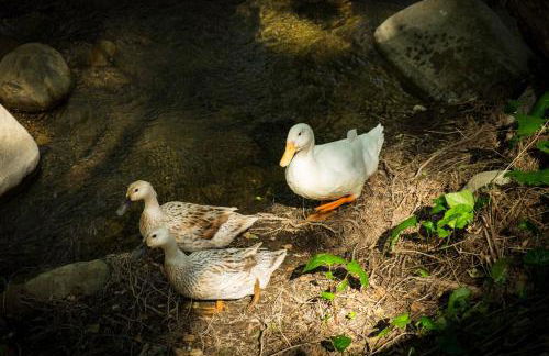 Vintage RV Creekside Nature Retreat near Ojai next to Swim Holes Hike - Foto 35