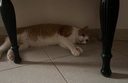Caruso holiday house - Foto 7