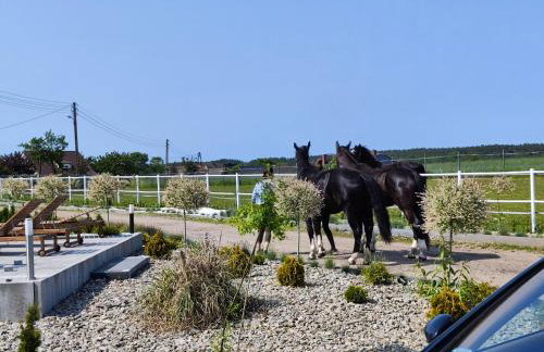 Vigor Horses - Foto 47