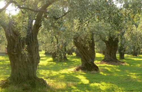 Casale Il Gheppio - Foto 27