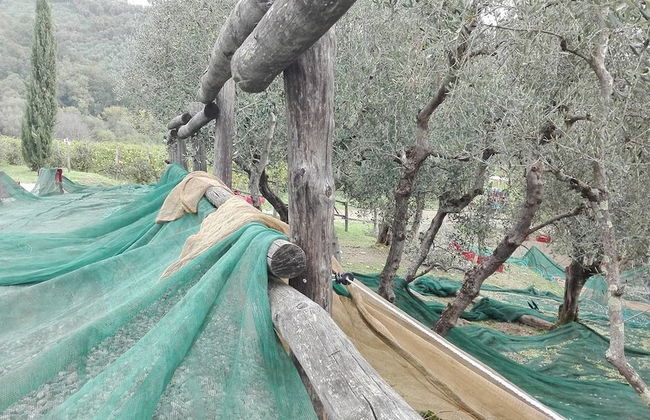 Fattoria di Fubbiano - Photo 22