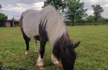 alloggio agrituristico zambon - Foto 9