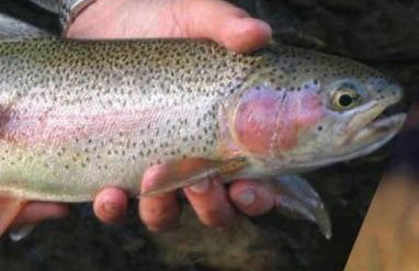 Tamarack Ski Resort Townhome - Elegant couple's retreat - Path to chairlift - Golf - Foto 11