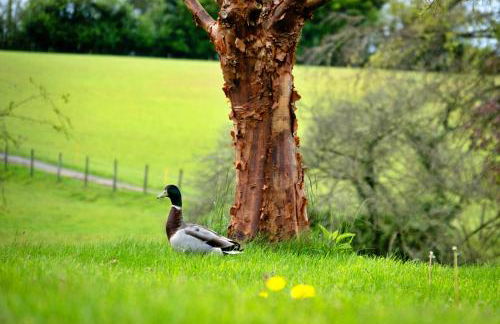 Finest Retreats - Hay and Hedgerow Glamping - Foto 23