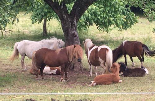 Le Domaine du Fayé - Foto 27