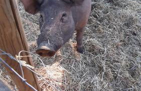 Gecko Pego Longo - Foto 26