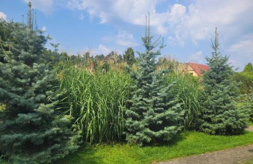 Kajetanówka - Foto 12