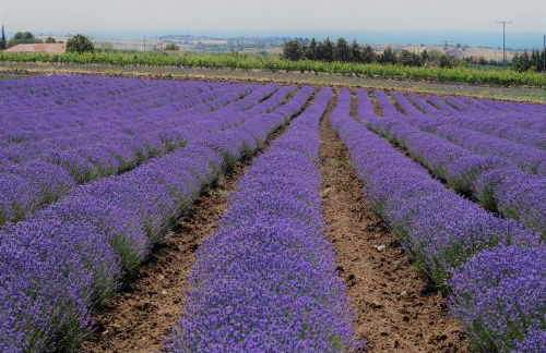 Infinite Blue, Horizon, Elegance, Hospitality - Photo 15