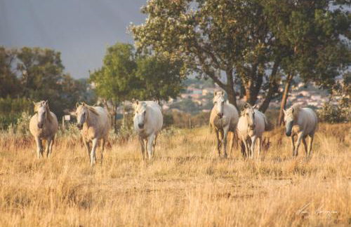 Domaine de Mérins, 10 couchages avec piscine, face à la rivière, à 4km de la plage - Foto 24