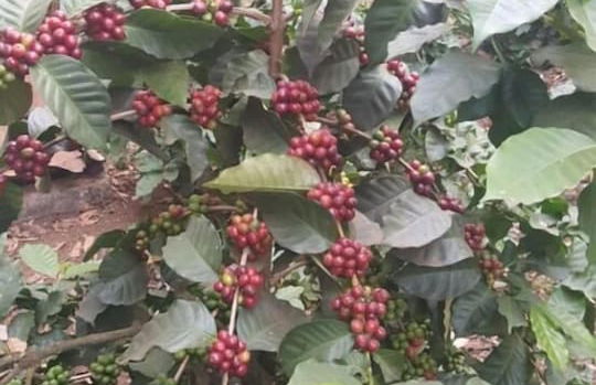 Acacia Tree Apartments - Foto 27