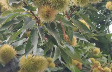 Casa Alpujarreña Fina Número 27 - Photo 10