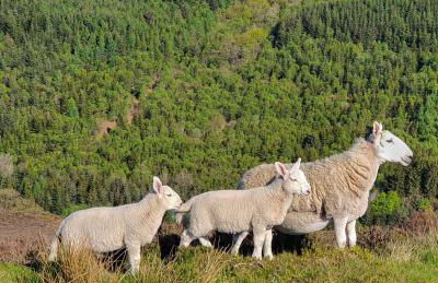 Cliff House Holiday Cottages - Foto 42