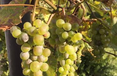 Ferienwohnung Anita - Foto 32