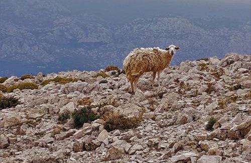 Apartmani Milena - Foto 74