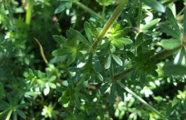 QUINTA do SOUTO BARCIADEMERA - Foto 76