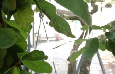 Apartments Magli - Photo 16