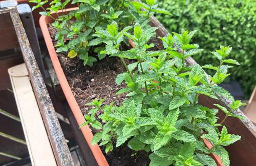 Relax Apartment Seenähe zum Kulkwitzer See - Photo 22