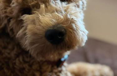 Tiny House - Auszeit im Wald am Badesee - Foto 15