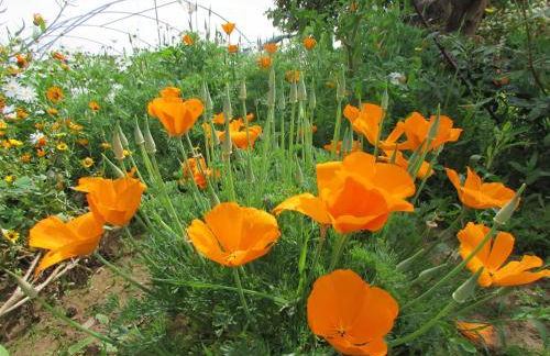 Quinta Sobral Prestige - Little Rustic - Photo 17