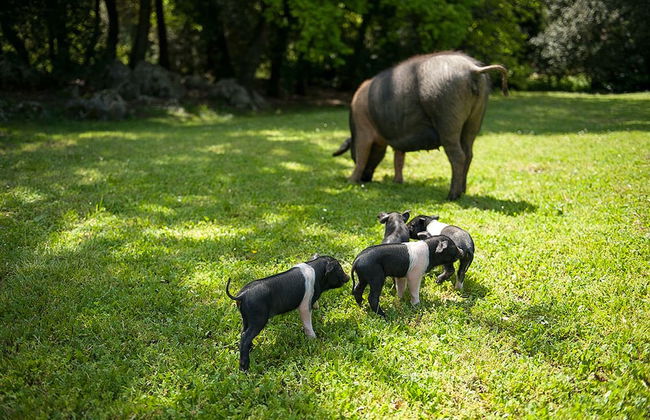 Agriturismo Casa Al Gianni - Foto 57