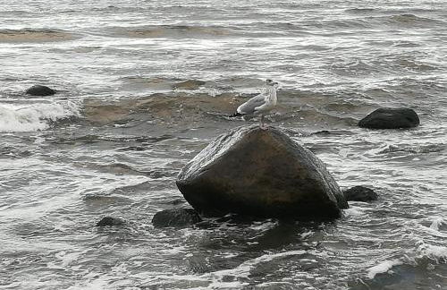 Sellin - Seedorf Am Neuensiener See Apartment 08 - Foto 36