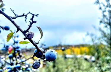 Alojamiento Rural Los Gancheros - Foto 64